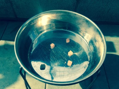 20150601_080325_犬フィラリア