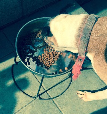 20150601_080435_犬フィラリア