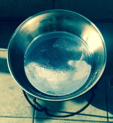 20150601_080640_犬フィラリア