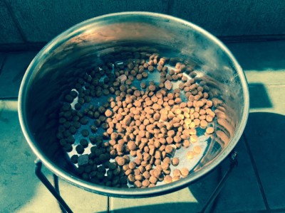 20150601_080350_犬フィラリア